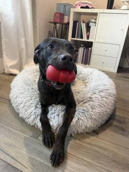 Azuki -  Mixed Breed and Labrador Retriever Dog for Adoption in Austin, Texas - Azuki | PetCurious