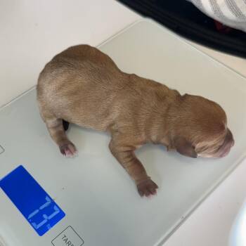 Chihuahua Dogs Available for Adoption in Jupiter, Florida - Pancake | PetCurious