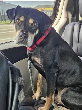 Rescue Boxer Dogs for Adoption in Dickinson, Texas - Paco | PetCurious