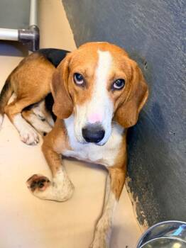 Chad -  Hound Dog for Adoption in Mineral, Virginia - Chad | PetCurious