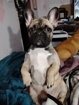 Bug -  French Bulldog Dog for Adoption in Dayton, Tennessee - Bug | PetCurious