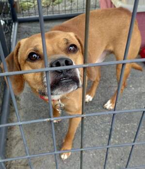 Pug and Beagle Dogs Available for Adoption in Saint Clairsville, Ohio - Pooch | PetCurious