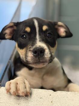 Mastiff and Boxer Dogs Available for Adoption in Danielsville, Georgia - Brutus | PetCurious