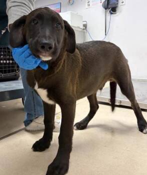 Standard Poodle and Shepherd Dogs Available for Adoption - Julian Casablancas | PetCurious