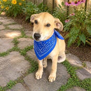 Labrador Retriever Dogs Available for Adoption in Boerne, Texas - Tofu | PetCurious