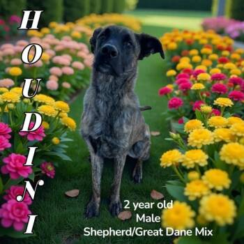 Rescue Shepherd and Great Dane Dogs for Adoption in Nicholasville, Kentucky - Houdini | PetCurious