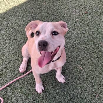 Lil -  Terrier and Mixed Breed Dog for Adoption in Portland, Oregon - Lil | PetCurious