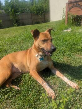 Lily -  Labrador Retriever and Hound Dog for Adoption in Minneapolis, Minnesota - Lily | PetCurious