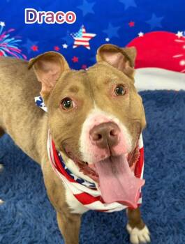 Mixed Breed Dogs Available for Adoption in Flint, Michigan - Draco | PetCurious