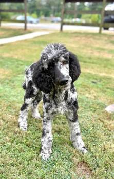 Double -  Poodle Dog for Adoption in Taycheedah, Wisconsin - Double | PetCurious