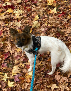 Rescue Jack Russell Terrier and Papillon Dogs for Adoption in Durham, North Carolina - Percy | PetCurious