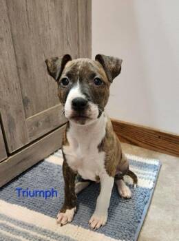 Rescue Mixed Breed Dogs for Adoption in Dekalb, Illinois - Triumph | PetCurious