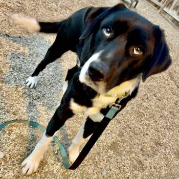Dennis -  Labrador Retriever Dog for Adoption in Fairfax Station, Virginia - Dennis | PetCurious