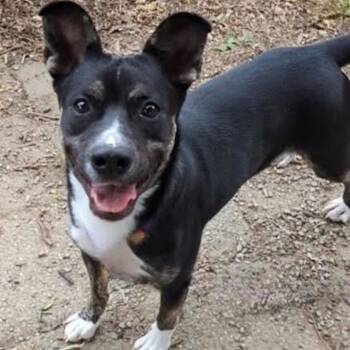 Rescue Mixed Breed Dogs for Adoption in Mentor, Ohio - Shadow | PetCurious