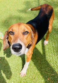 Hound Dogs Available for Adoption - Drift | PetCurious