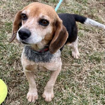 Beagle Dogs Available for Adoption - Casey 2026 | PetCurious