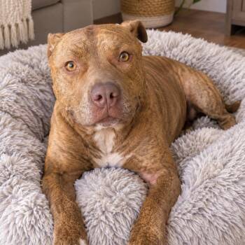 Chance -  American Staffordshire Terrier Dog for Adoption in Magnolia, Texas - Chance | PetCurious