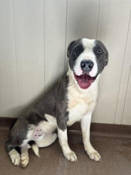 Tank -  Pit Bull Terrier Dog for Adoption in Winfield, Kansas - Tank | PetCurious