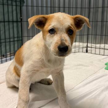Shock -  Australian Cattle Dog Blue Heeler and Mixed Breed Dog for Adoption in Flagstaff, Arizona - Shock | PetCurious