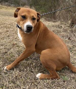 Labrador Retriever and American Bulldog Dogs Available for Adoption - Ringo | PetCurious