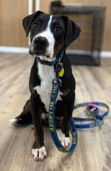 Labrador Retriever and Terrier Dogs Available for Adoption in North Olmsted, Ohio - Slate | PetCurious