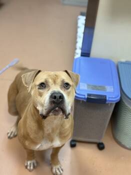 Rescue Pit Bull Terrier Dogs for Adoption in Kennewick, Washington - Thanos | PetCurious