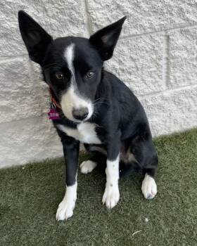 Border Collie Dogs Available for Adoption in Las Vegas, Nevada - Thelma | PetCurious