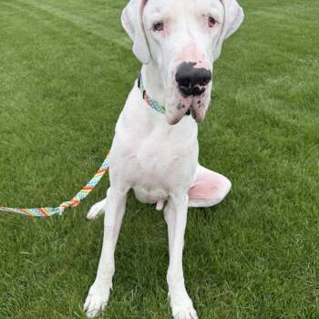 Great Dane Dogs Available for Adoption in Oswego, Illinois - Echo | PetCurious