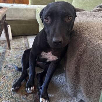 Olive -  American Staffordshire Terrier Dog for Adoption in San Diego, California - Olive | PetCurious
