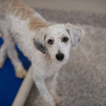 Cinnabon (JY26-113) -  Miniature Schnauzer and Miniature Poodle Dog for Adoption in Peyton, Colorado - Cinnabon (JY26-113) | PetCurious