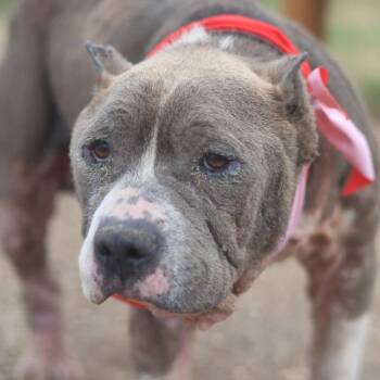 American Staffordshire Terrier Dogs Available for Adoption - DUKE | PetCurious