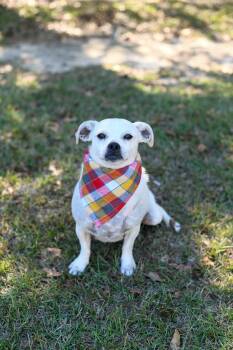 Rescue Terrier Dogs for Adoption in Bonifay, Florida - Lizzy (Coming Soon) | PetCurious