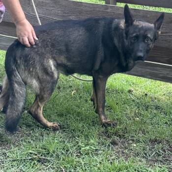 Orion -  German Shepherd Dog and None Dog for Adoption in Quincy, Florida - Orion | PetCurious