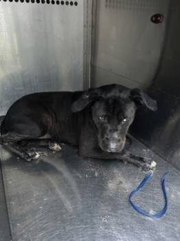 Rescue Labrador Retriever and Mixed Breed Dogs for Adoption in Fort Worth, Texas - 59204124 | PetCurious