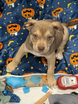 English Shepherd and Labrador Retriever Dogs Available for Adoption in Kalamazoo, Michigan - Marshall  | PetCurious