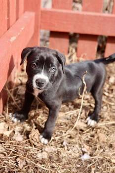 American Staffordshire Terrier Dogs Available for Adoption in Duluth, Minnesota - Axel | PetCurious