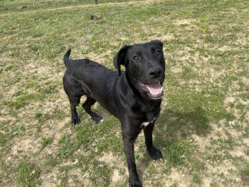 Marlo -  Labrador Retriever Dog for Adoption in Evansville, Indiana - Marlo | PetCurious