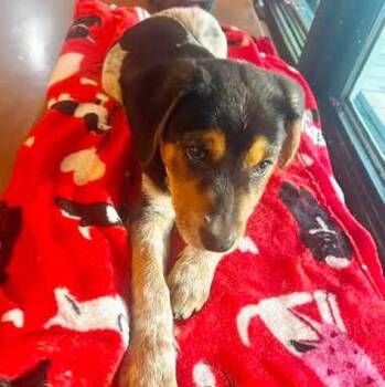 Oliver -  Catahoula Leopard Dog and Beagle Dog for Adoption in Traverse City, Michigan - Oliver | PetCurious