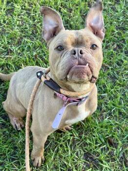 English Bulldog and American Staffordshire Terrier Dogs Available for Adoption - RUBI ROSÉ | PetCurious
