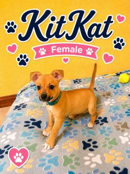 KitKat -  Chihuahua Dog for Adoption in Douglas, Massachusetts - KitKat | PetCurious