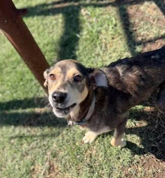 Mixed Breed Dogs Available for Adoption in Lutz, Florida - Ruby | PetCurious