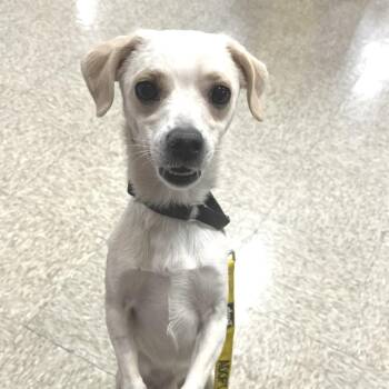 Chihuahua Dogs Available for Adoption in Las Vegas, Nevada - Mutt Damon 53613 | PetCurious