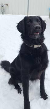 Labrador Retriever Dogs Available for Adoption - Zeus Atom | PetCurious