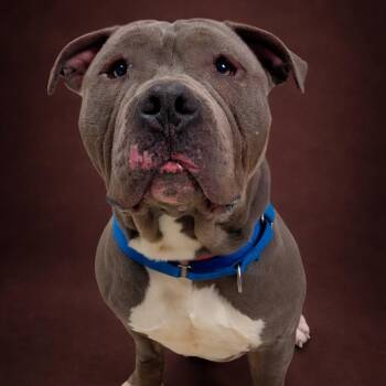 Staffordshire Bull Terrier Dogs Available for Adoption in Enid, Oklahoma - Tank | PetCurious