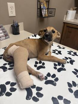 Clover -  Black Mouth Cur Dog for Adoption in Silsbee, Texas - Clover | PetCurious