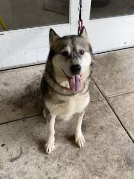 Rescue Siberian Husky Dogs for Adoption - SUNFLOWER | PetCurious