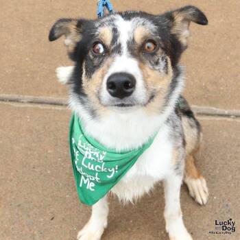 Australian Shepherd Dogs Available for Adoption in Washington, District Of Columbia - Lopez | PetCurious