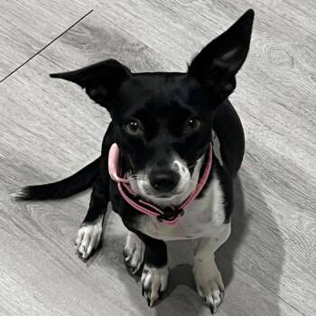 Chihuahua Dogs Available for Adoption - Gracie | PetCurious