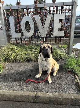 Mastiff Dogs Available for Adoption - Winston | PetCurious