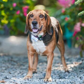 Memphis -  Beagle Dog for Adoption in Wake Forest, North Carolina - Memphis | PetCurious
